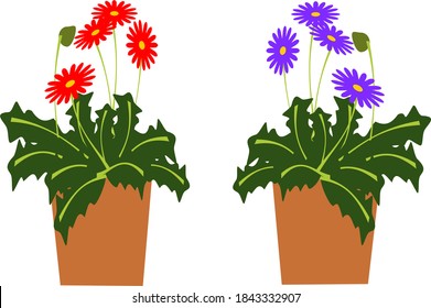 Gerbera de maceta roja y púrpura
