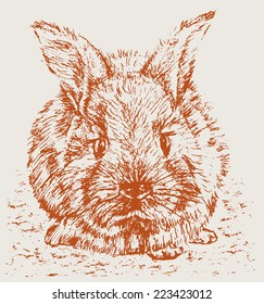 red rabbit