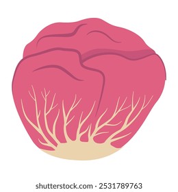 Red radicchio salad.Red leaf salad. Italian chicory.Purplish red bunch of radicchio.Vector illustration.Isolated on white background.