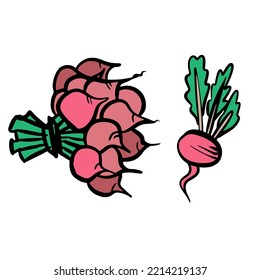 Red radish bundle, bunch. Vector illustration, label, background. One line drawing art illustration with lettering organic radish.