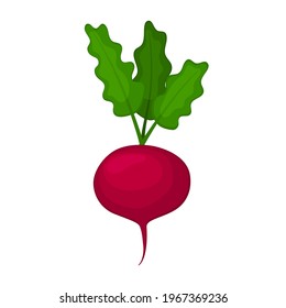 Red radish in cartoon style. Healthy vegetables. Vector illustration is isolated on white background.
