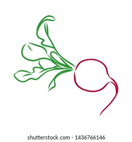 Red radish contour vector illustration 