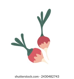 Red radish flat design set with two harvesting season vibe