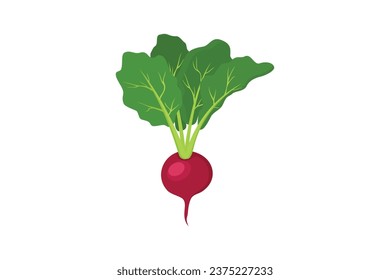 red radish illustration on white background, vegetable icon vector