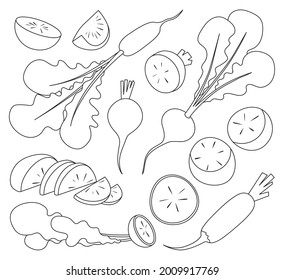 Red radish vector outline set icon. Vector illustration vegetable on white background. Isolated outline set icon red radish.