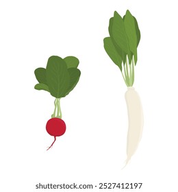 Rábano rojo y blanco daikon verduras aisladas sobre fondo blanco. Ilustración vectorial