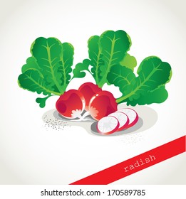 Red radishes.Vector background.