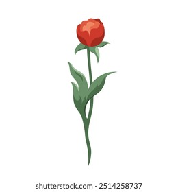 Red ranunculus bud Blooming buttercups Vector flat floral plants design elements for print, card, flyer, banner isolated white background