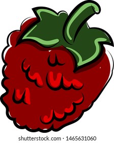 Red raspberries, illustration, vector on white background.