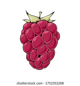 
Red raspberry berry with green leaf. Full color vector illustration isolated on white background. EPS 10