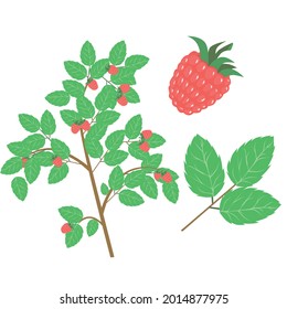 Red raspberry bush. Vector illustration on white isolated background. 
