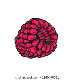 Red Raspberry fruit. Superfood organic berry. Hand drawn vector sketch engraved illustration. Black raspberry isolated on white background