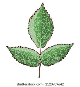 Red Raspberry leaves. Coloured illustration from real twig. Vector.