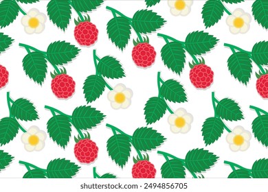 Rotes Himbeermuster. Reife Himbeeren, Himbeerhälften und Blätter auf weißem Hintergrund. Vektorgrafik schäbige handgezeichnete Illustration.