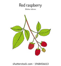 Red Raspberry or Rubus idaeus, edible and medicinal plant. Hand drawn botanical vector illustration