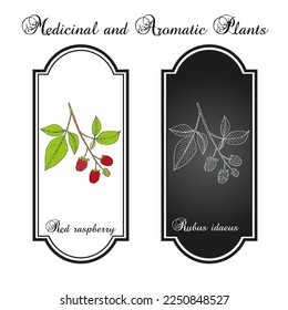 Red Raspberry or Rubus idaeus, edible and medicinal plant. Hand drawn botanical vector illustration
