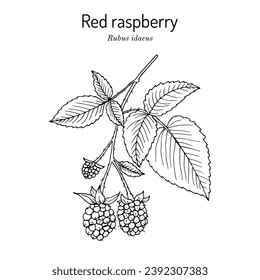 Red Raspberry or Rubus idaeus, edible and medicinal plant. Hand drawn botanical vector illustration
