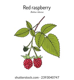 Red Raspberry or Rubus idaeus, edible and medicinal plant. Hand drawn botanical vector illustration
