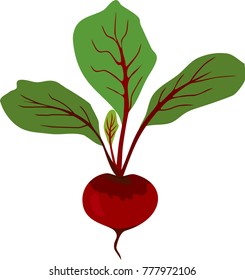 Red raw beetroot with green leaves on white background