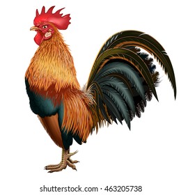 Red realistic cock with a fluffy tail on a blank background