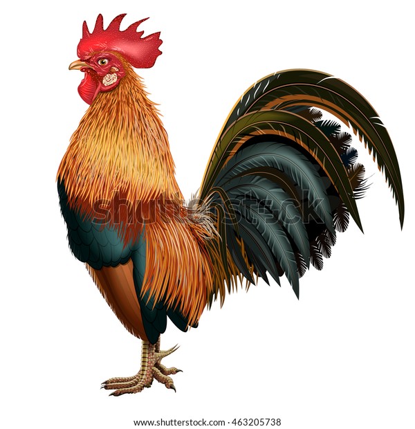 Red Realistic Cock Fluffy Tail On Stock Vector (Royalty Free) 463205738