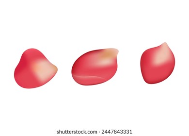 Rojo realista pétalo de rosa, Ilustración vectorial sobre fondo blanco