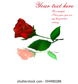 red realistic rose with reflection with your text