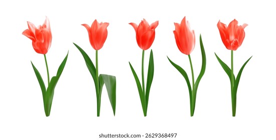 Red realistic tulip flowers. Set of spring bright fresh tulips isolated on white background. Perfect for bouquets, floral arrangements, holiday designs. Vector illustration