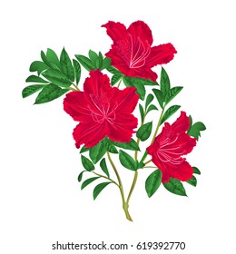 Red rhododendron twig mountain shrub vintage vector illustration