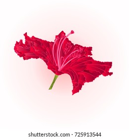 Red rhododendron vintage editable vector illustration  hand draw