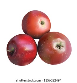 Red ripe apples isolated on white background, realistic vector illustration