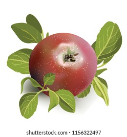 Red ripe apples isolated on white background, realistic vector illustration