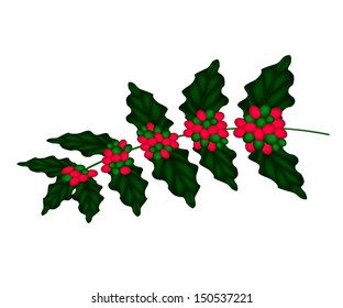 Red Ripe Coffee Beans on Leaves and The Branch Isolated on A White Background 