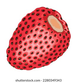 Red ripe sweet wild strawberry. Delicious, fragrant wild strawberry fruit. Forest fruits. Vector drawing, colored illustration

