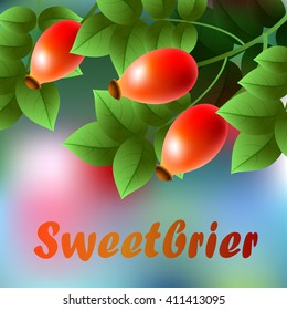 Red, ripe sweetbrier hanging on a branch with green leaves. Vector illustration