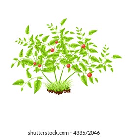Red ripe tomato vector illustration, isolated on white background