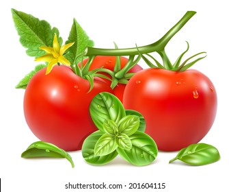 Rote reife Tomaten mit Wassertropfen, Blättern, Blüten und Basilikum. Vektorgrafik.