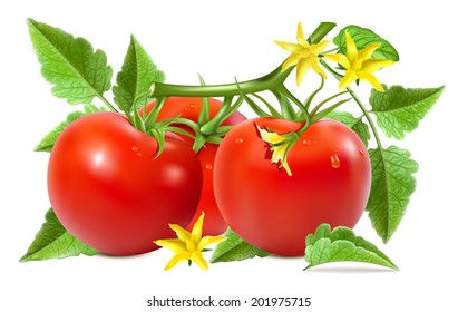 Red ripe tomatoes with water drops, leaves and tomato blossoms. Vector illustration.