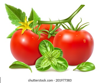 Red ripe tomatoes with water drops, leaves, blossom and basil. Vector illustration.