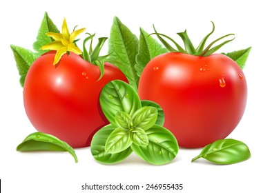 Red ripe tomatoes with water drops, leaves, blossom and basil. Vector illustration.