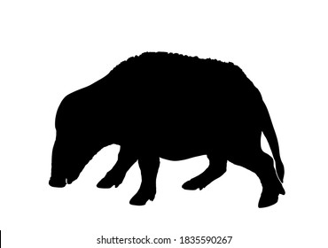 Red river hog vector silhouette illustration isolated on white background. Bush pig silhouette symbol. Potamochoerus porcus.