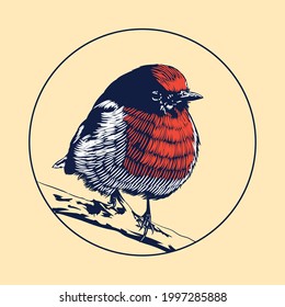 red robin bird engraving line art illustration , best for your bird watching community logo or bird lovers logo , suitable for t shirt design or wall decoration for your classy room .