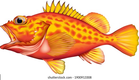 '（Yellowbarred red rockfish' illustration, vector EPS format real art