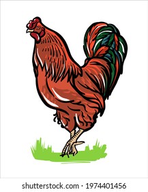 The red rooster is standing. Illustration sketch in color.
