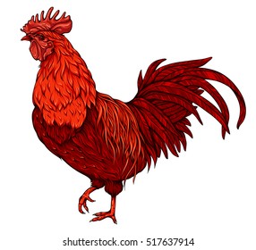 Red rooster. Vector illustration