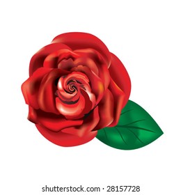 red rose