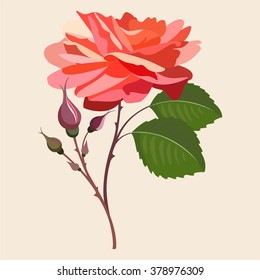 red rose