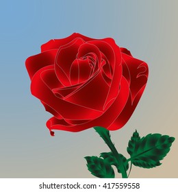 Red rose