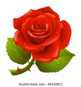 Red Rose