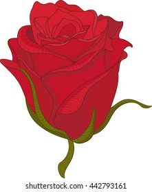 Red  rose
